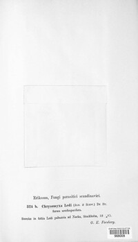 Chrysomyxa ledi image